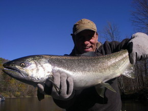 King Salmon Photos