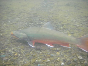 Alaska Photos